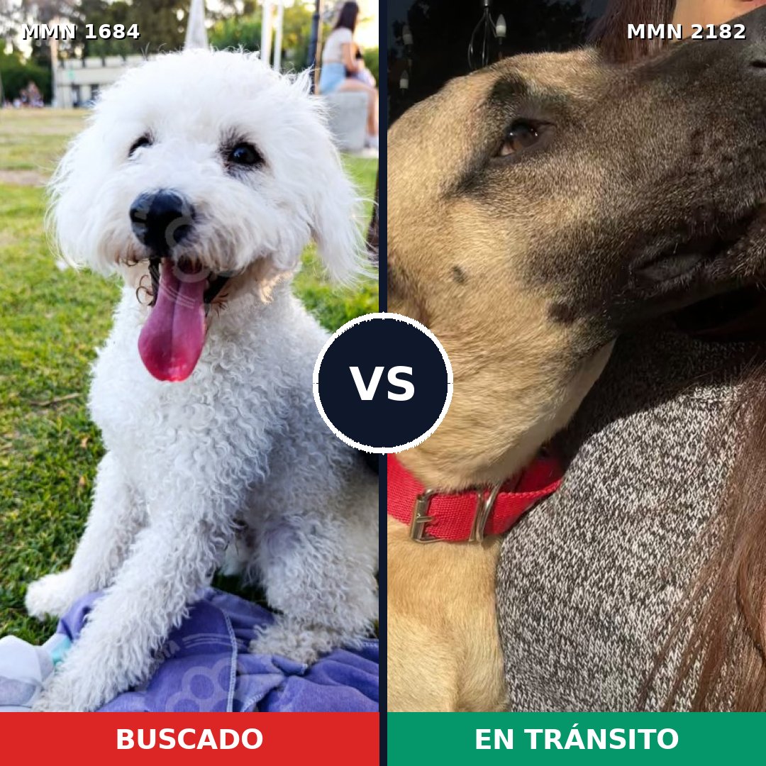 Comparativa MMS 65556: mascota perdida y mascota encontrada, 28% de similitud