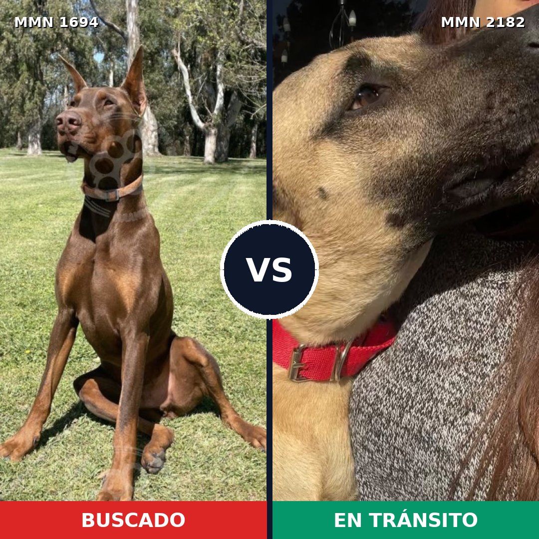 Comparativa MMS 65558: mascota perdida y mascota encontrada, 36% de similitud