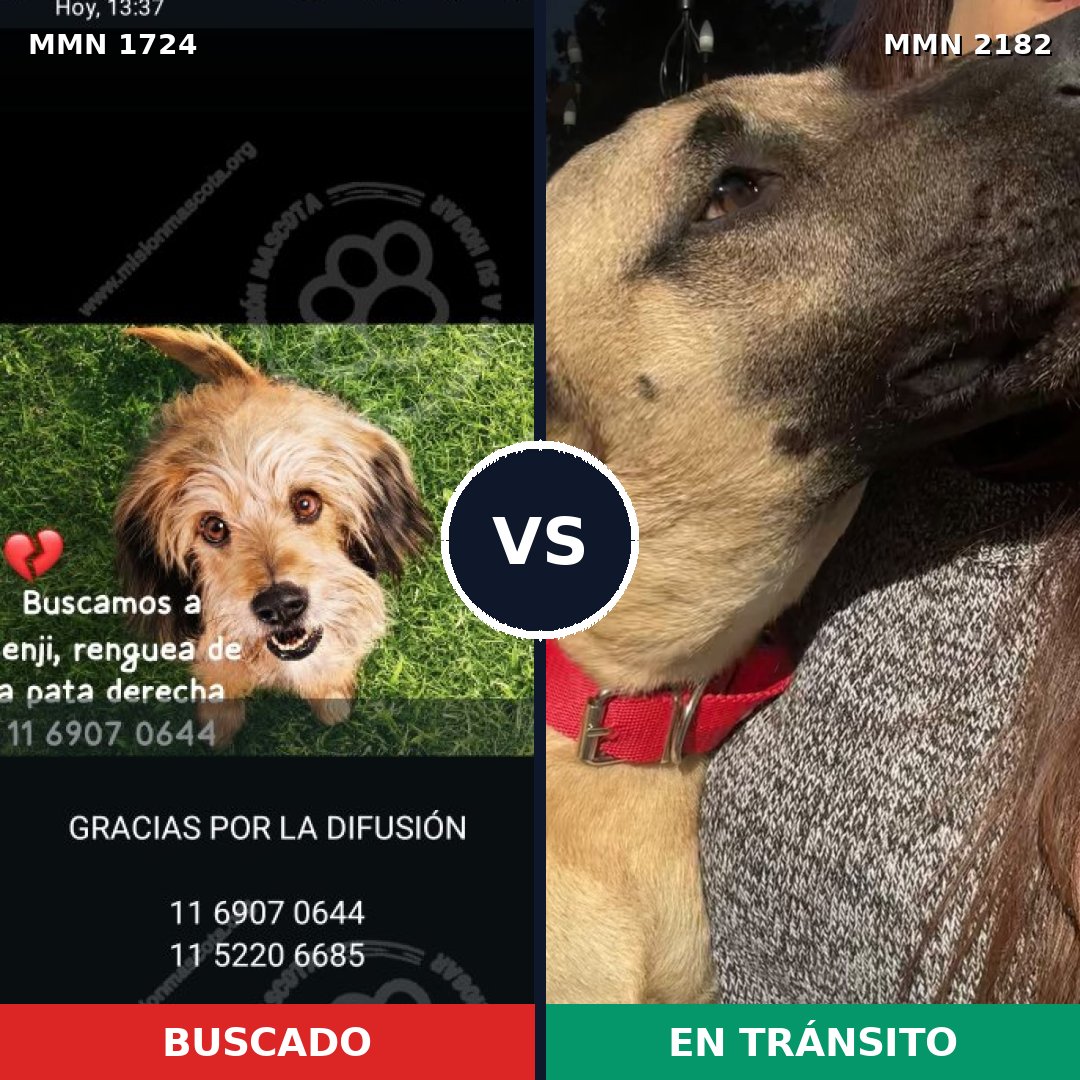 Comparativa MMS 65562: mascota perdida y mascota encontrada, 51% de similitud