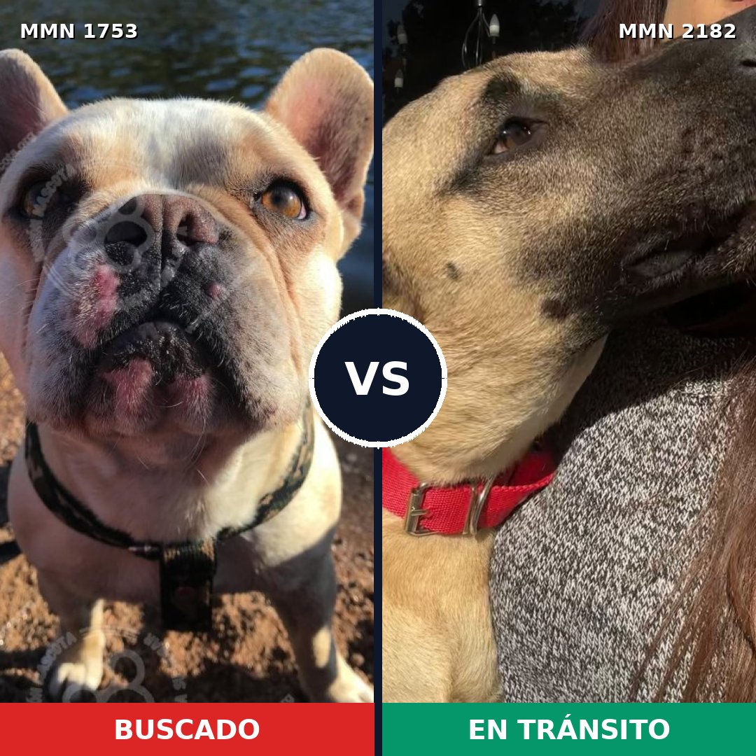 Comparativa MMS 65563: mascota perdida y mascota encontrada, 28% de similitud