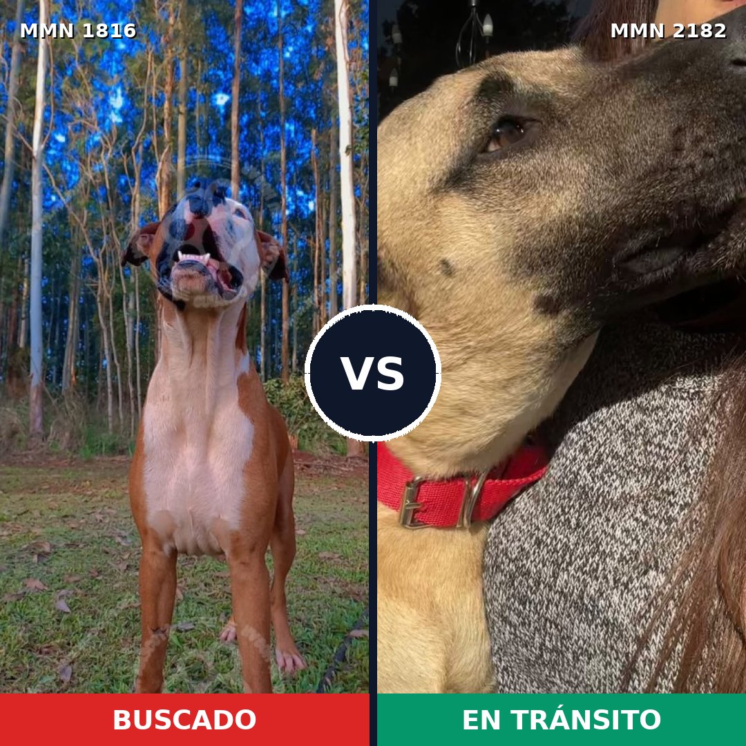 Comparativa MMS 65566: mascota perdida y mascota encontrada, 55% de similitud