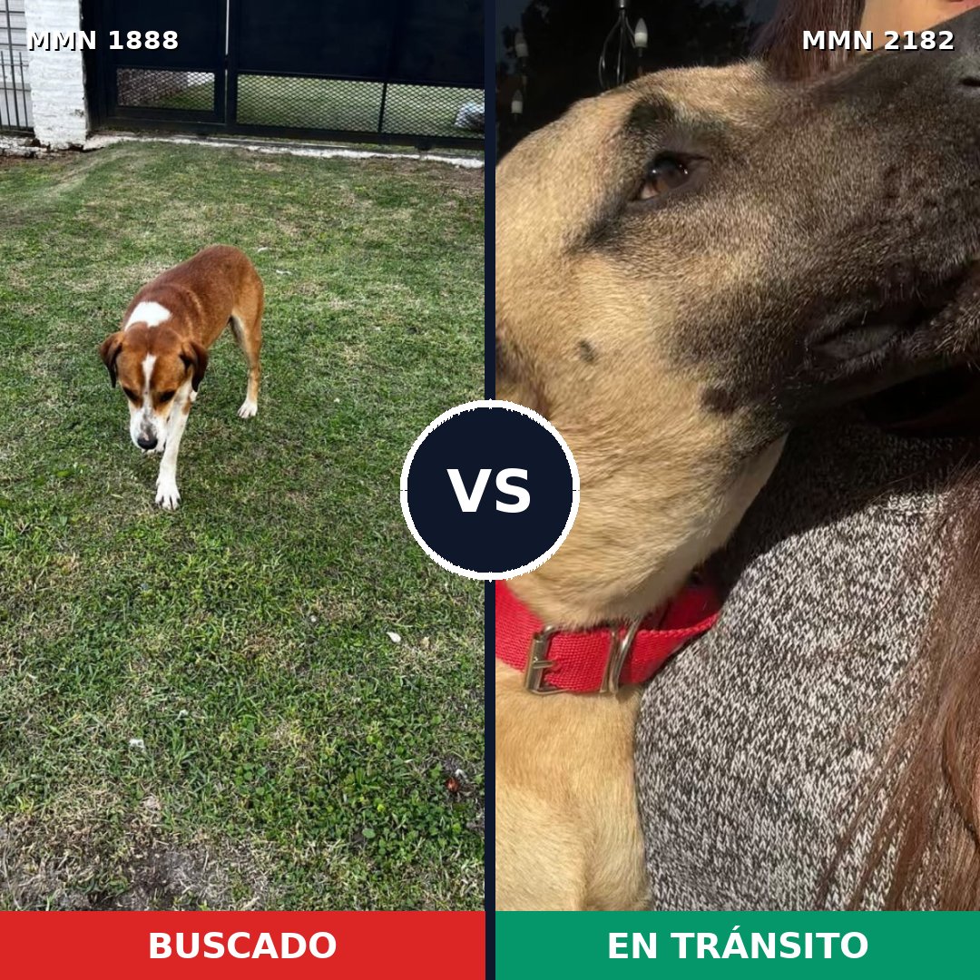 Comparativa MMS 65568: mascota perdida y mascota encontrada, 70% de similitud