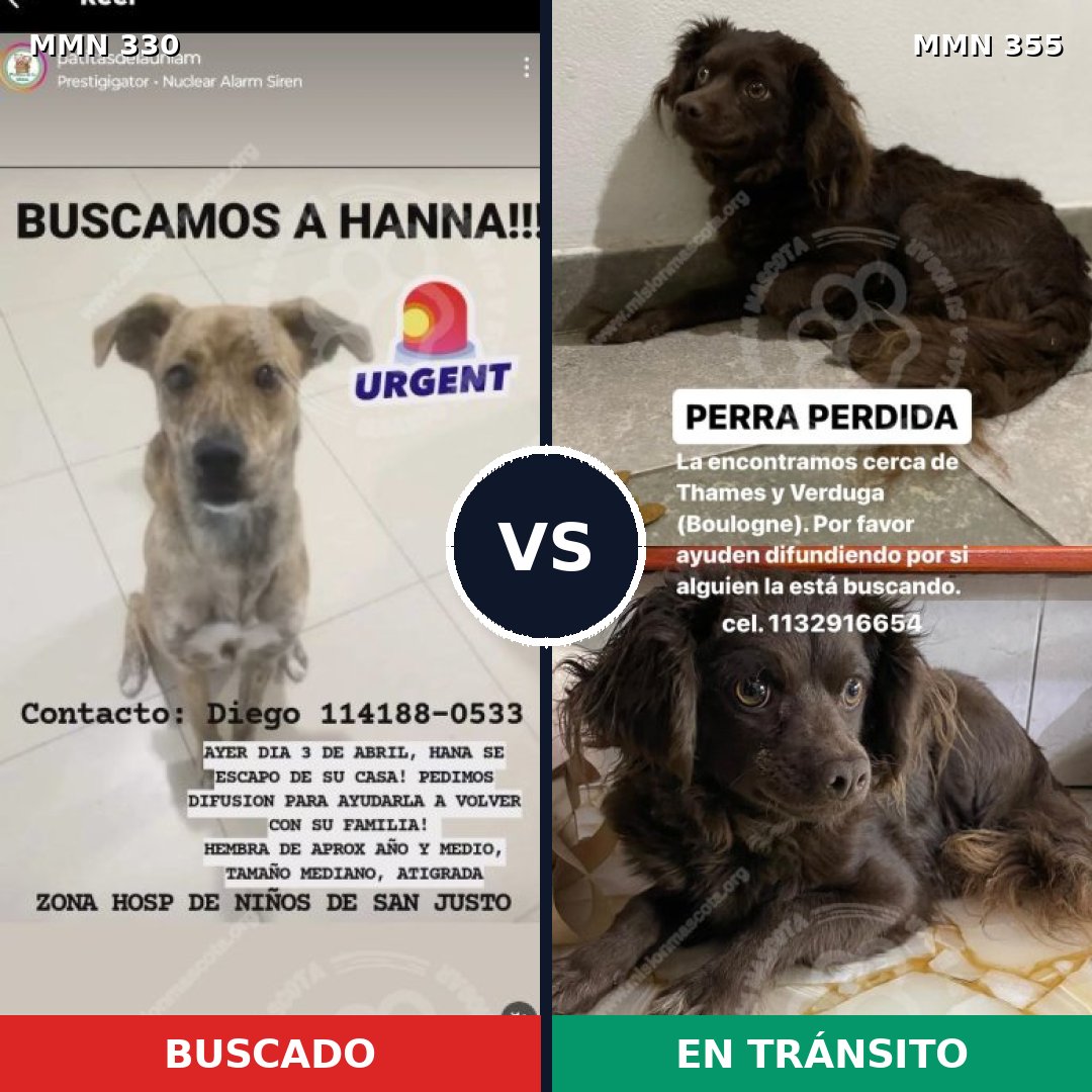 Comparativa MMS 6557: mascota perdida y mascota encontrada, 55% de similitud