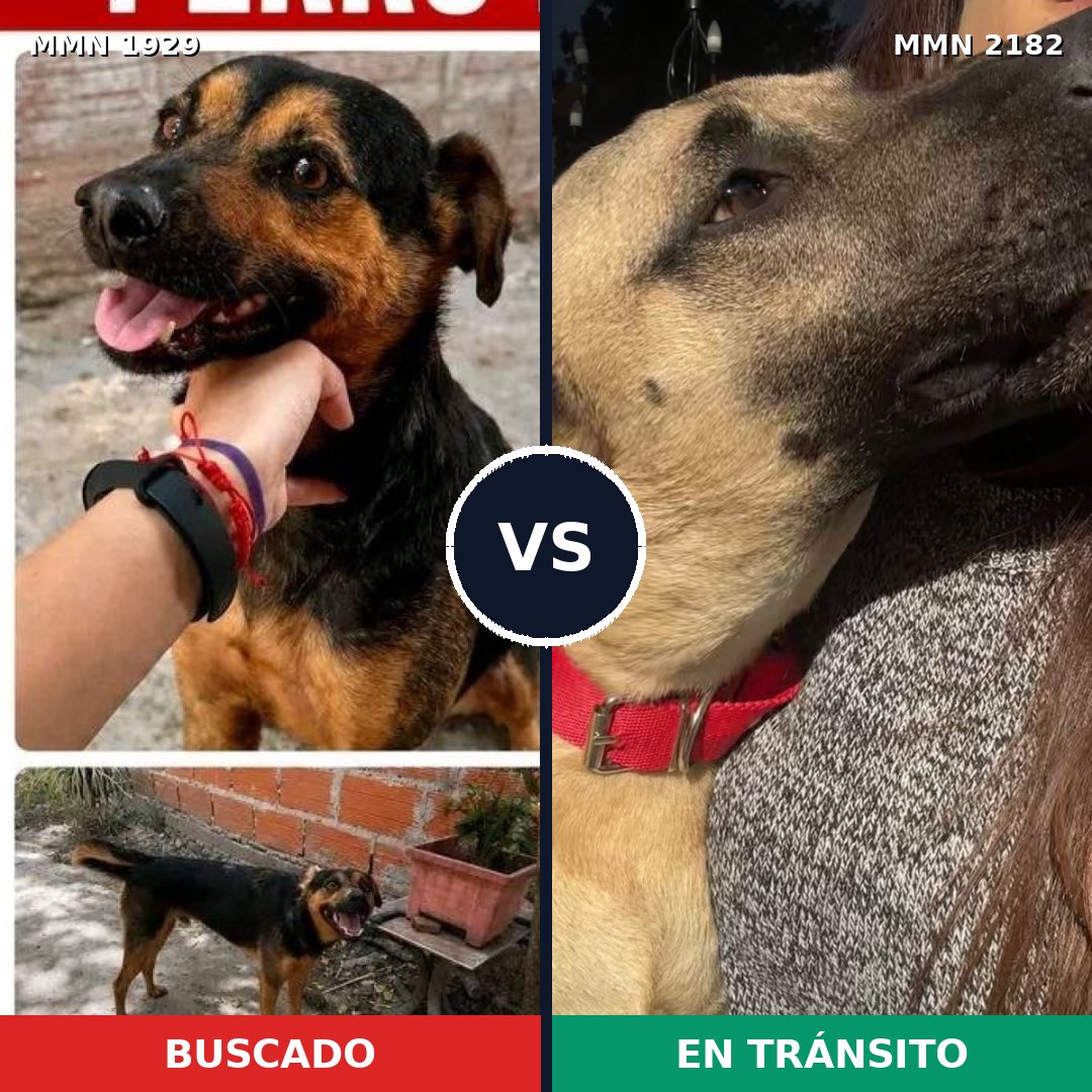 Comparativa MMS 65570: mascota perdida y mascota encontrada, 57% de similitud