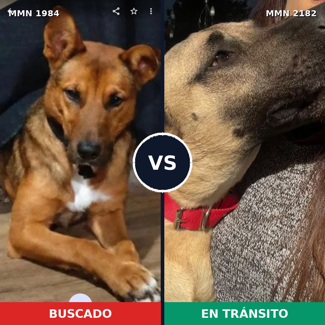 Comparativa MMS 65571: mascota perdida y mascota encontrada, 71% de similitud