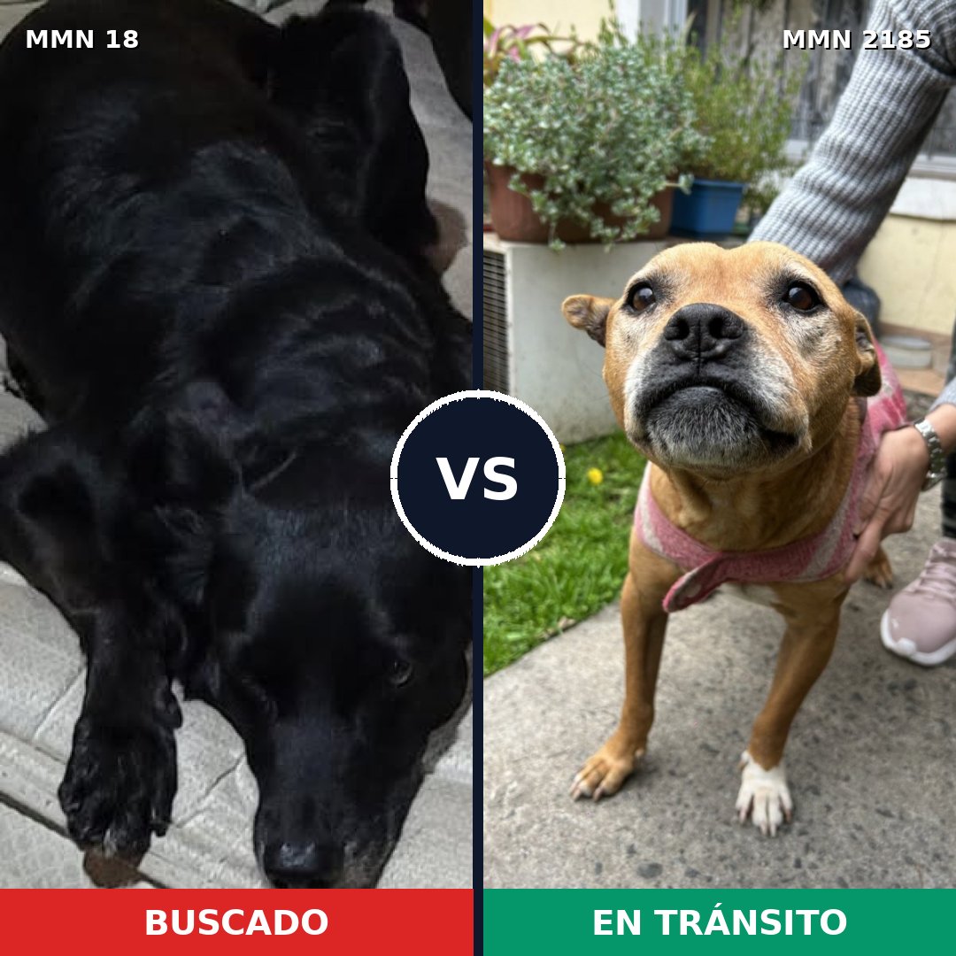 Comparativa MMS 65574: mascota perdida y mascota encontrada, 40% de similitud