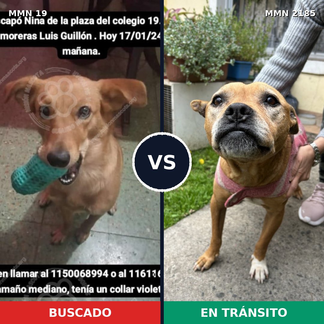 Comparativa MMS 65575: mascota perdida y mascota encontrada, 46% de similitud