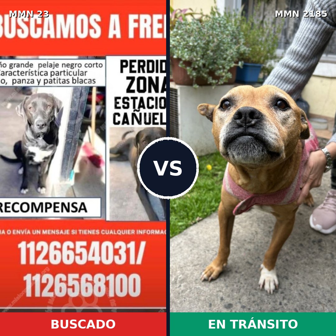 Comparativa MMS 65576: mascota perdida y mascota encontrada, 40% de similitud