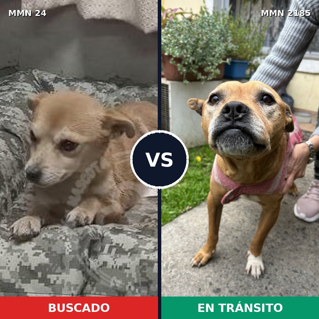 Comparativa MMS 65577: mascota perdida y mascota encontrada, 37% de similitud