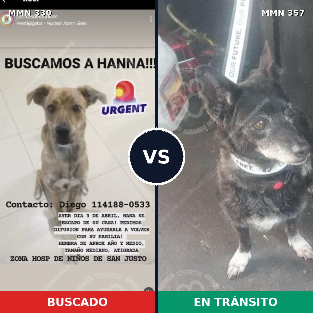 Comparativa MMS 6558: mascota perdida y mascota encontrada, 67% de similitud