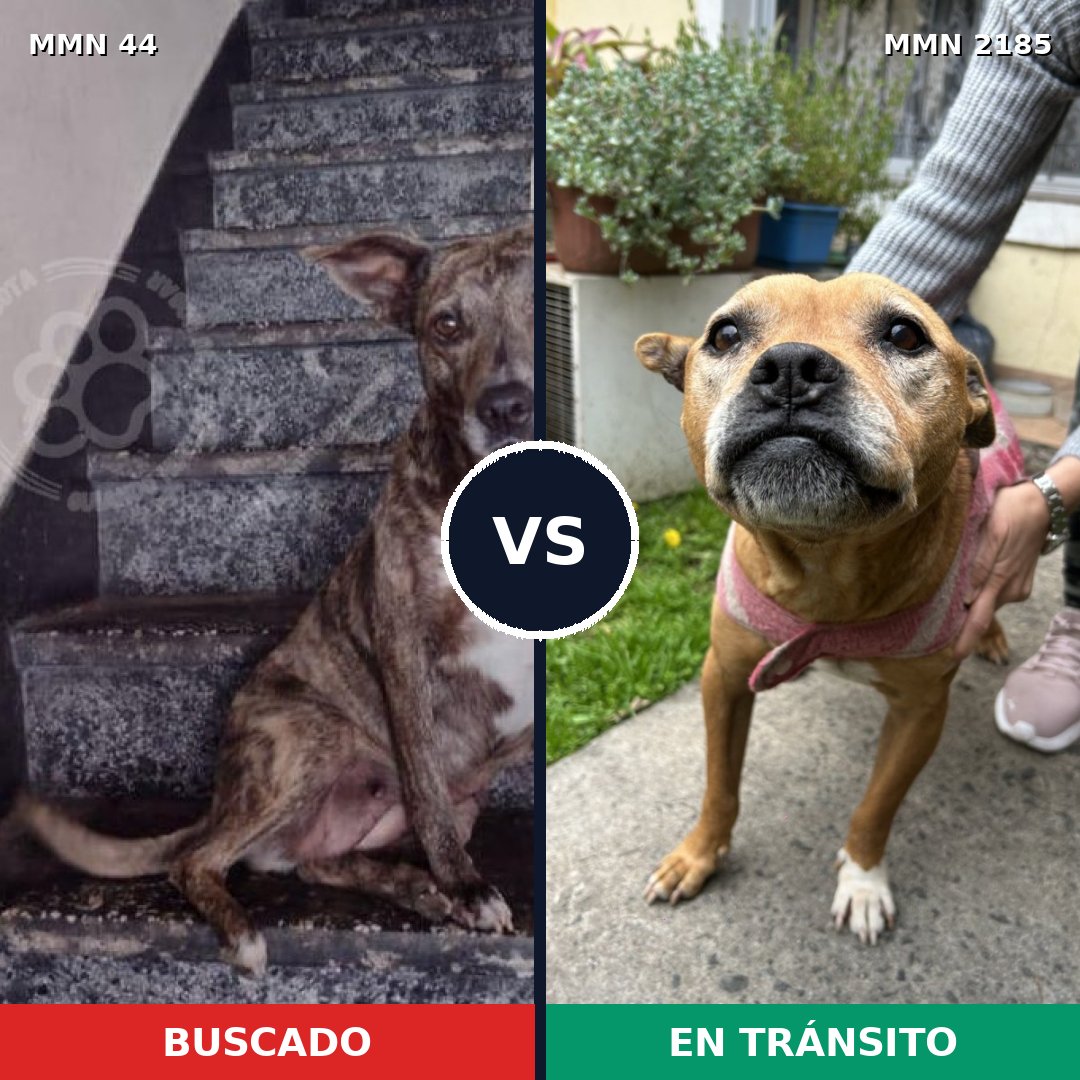 Comparativa MMS 65580: mascota perdida y mascota encontrada, 34% de similitud