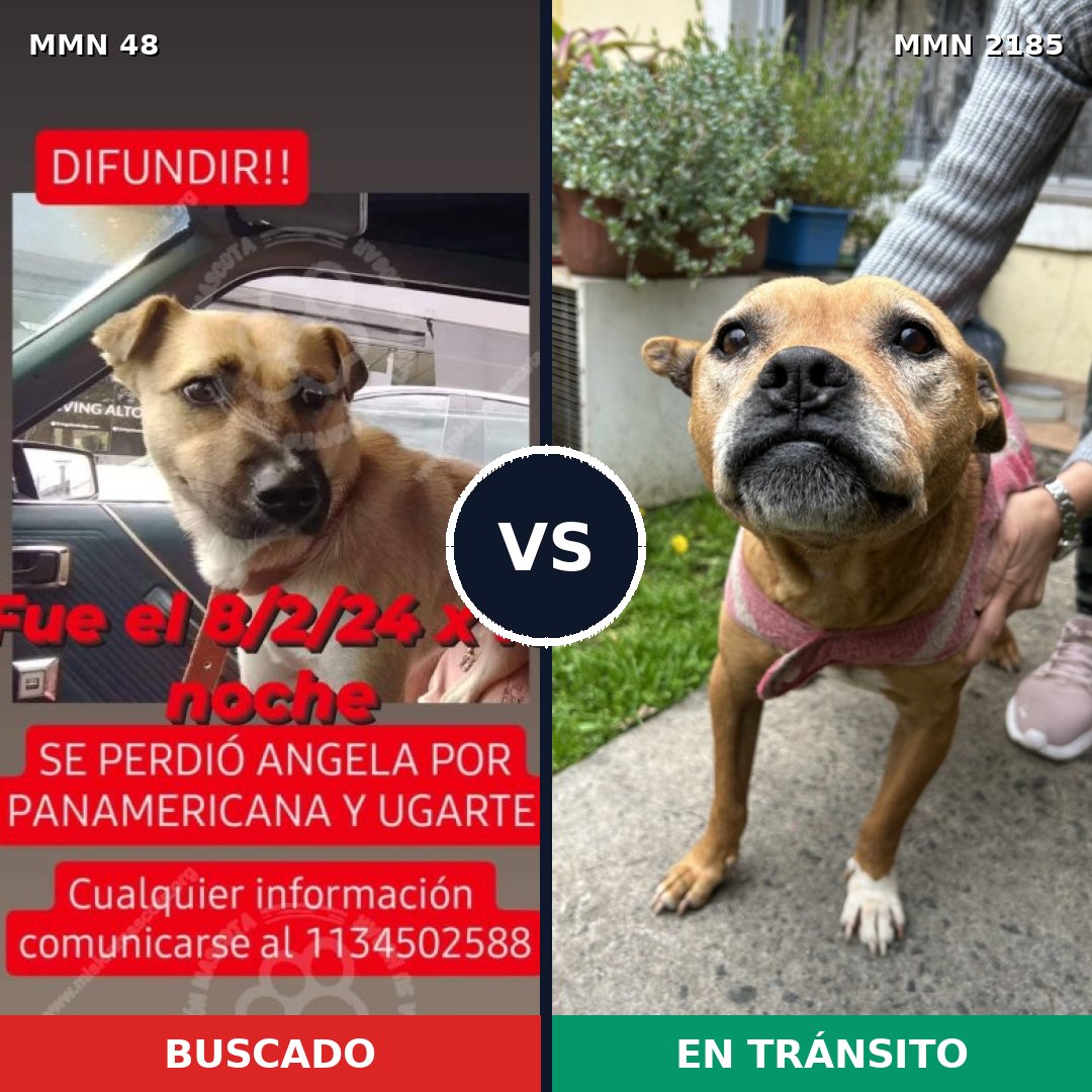 Comparativa MMS 65581: mascota perdida y mascota encontrada, 52% de similitud