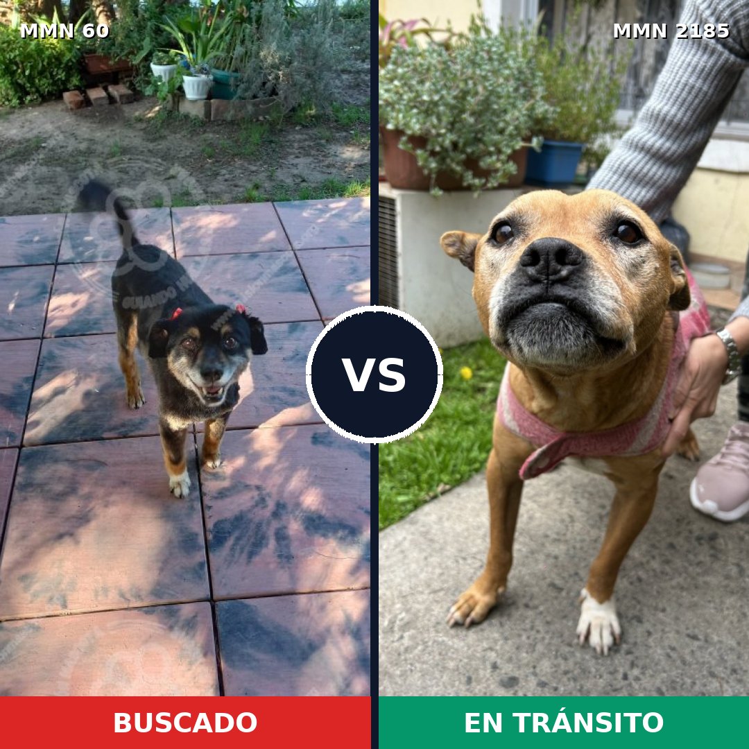 Comparativa MMS 65582: mascota perdida y mascota encontrada, 48% de similitud