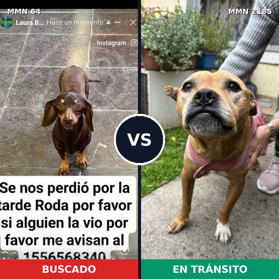 Comparativa MMS 65583: mascota perdida y mascota encontrada, 37% de similitud