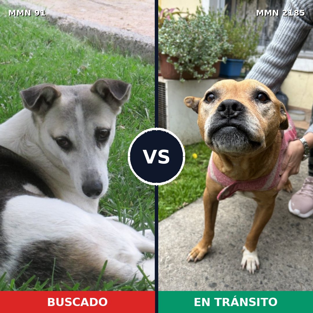 Comparativa MMS 65584: mascota perdida y mascota encontrada, 49% de similitud