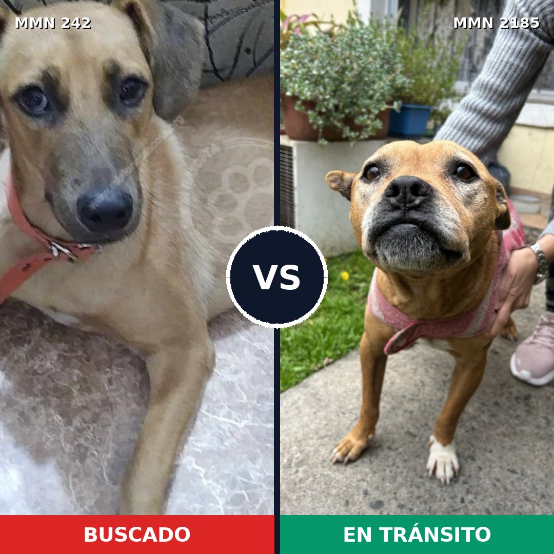Comparativa MMS 65585: mascota perdida y mascota encontrada, 48% de similitud