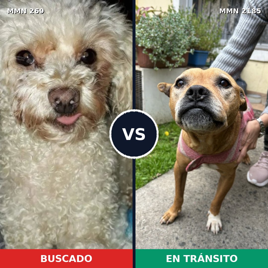 Comparativa MMS 65586: mascota perdida y mascota encontrada, 35% de similitud