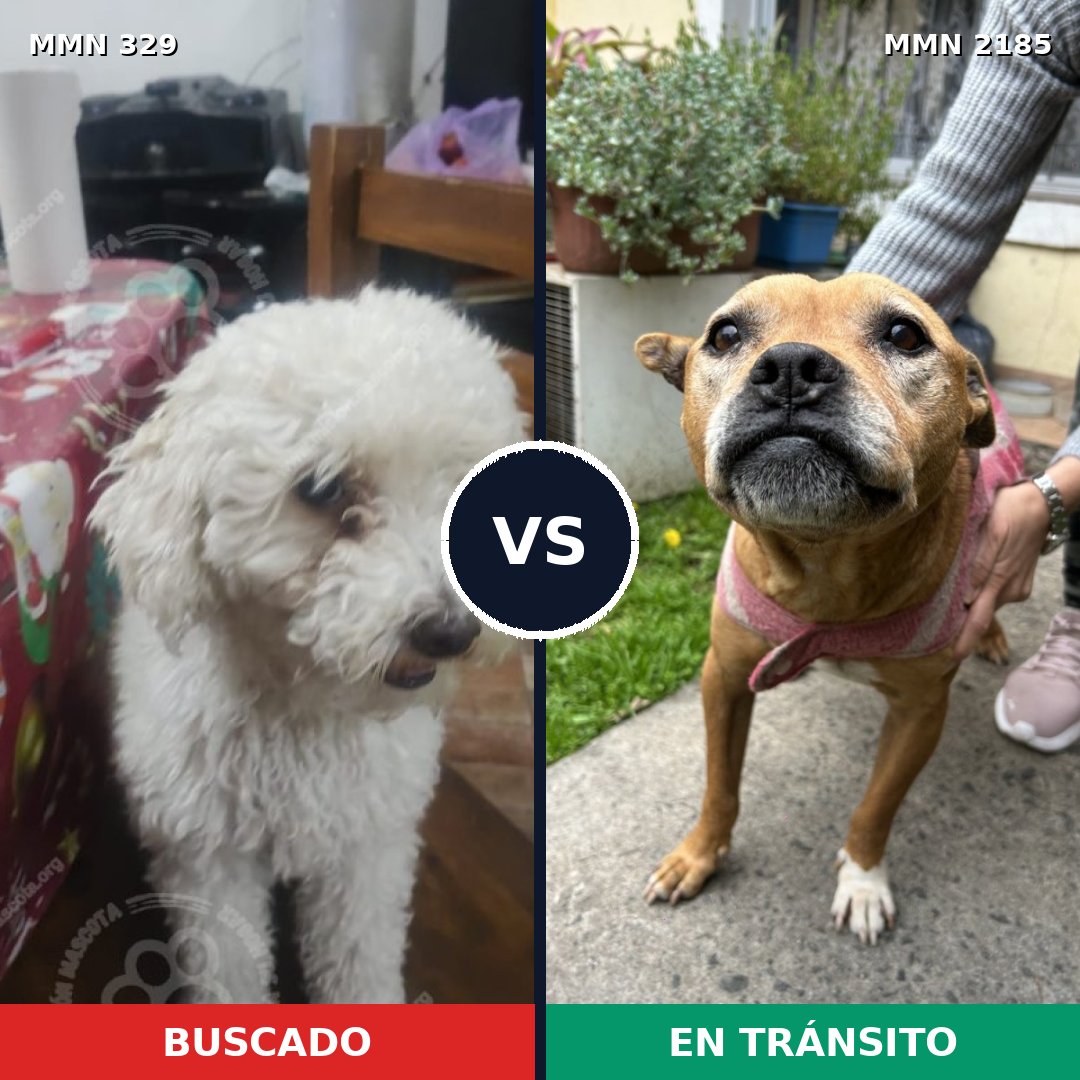 Comparativa MMS 65587: mascota perdida y mascota encontrada, 39% de similitud