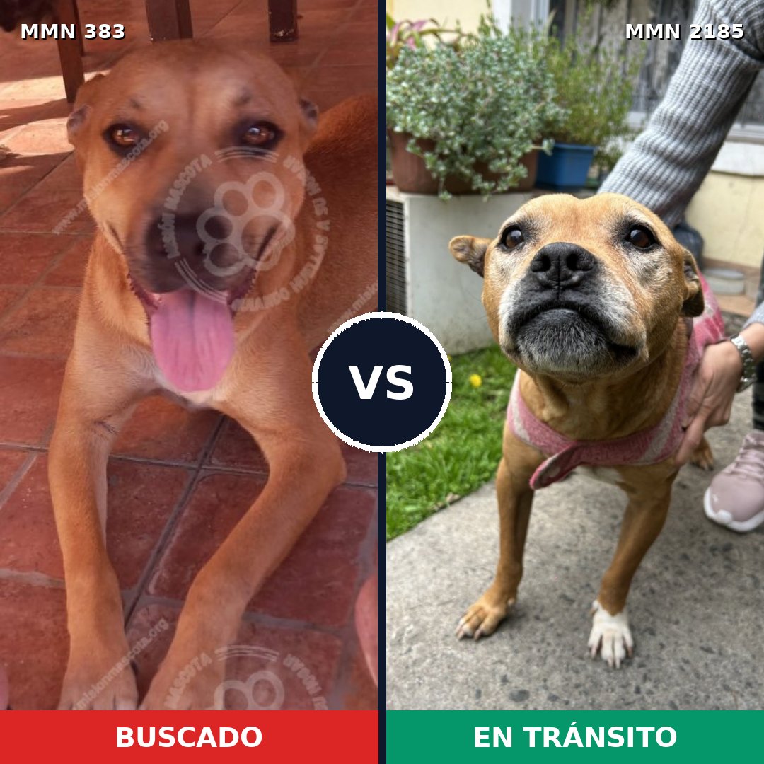 Comparativa MMS 65588: mascota perdida y mascota encontrada, 81% de similitud