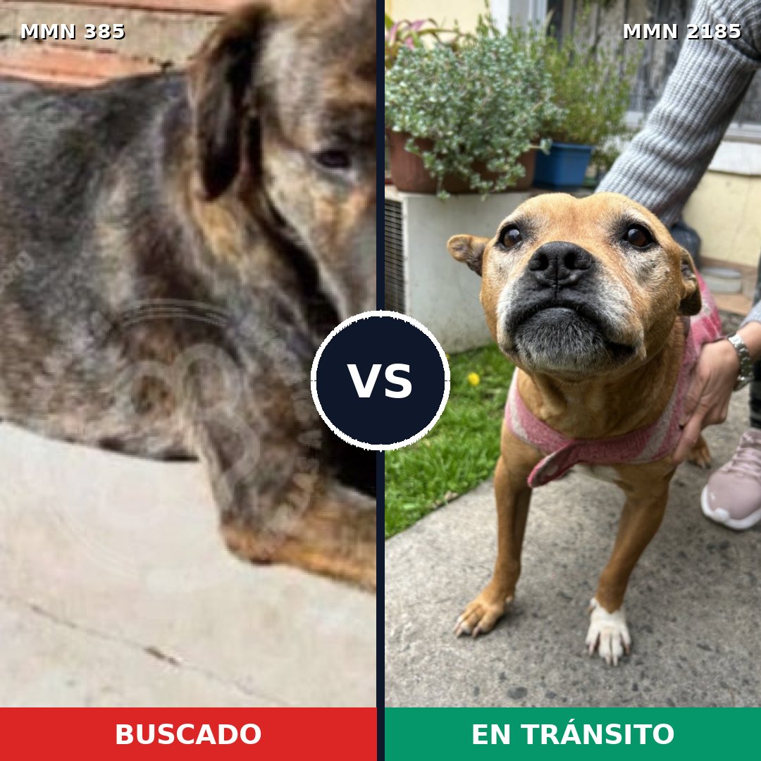 Comparativa MMS 65589: mascota perdida y mascota encontrada, 46% de similitud