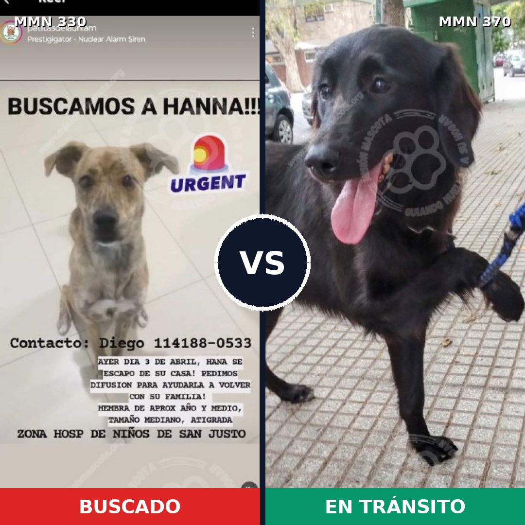 Comparativa MMS 6559: mascota perdida y mascota encontrada, 60% de similitud