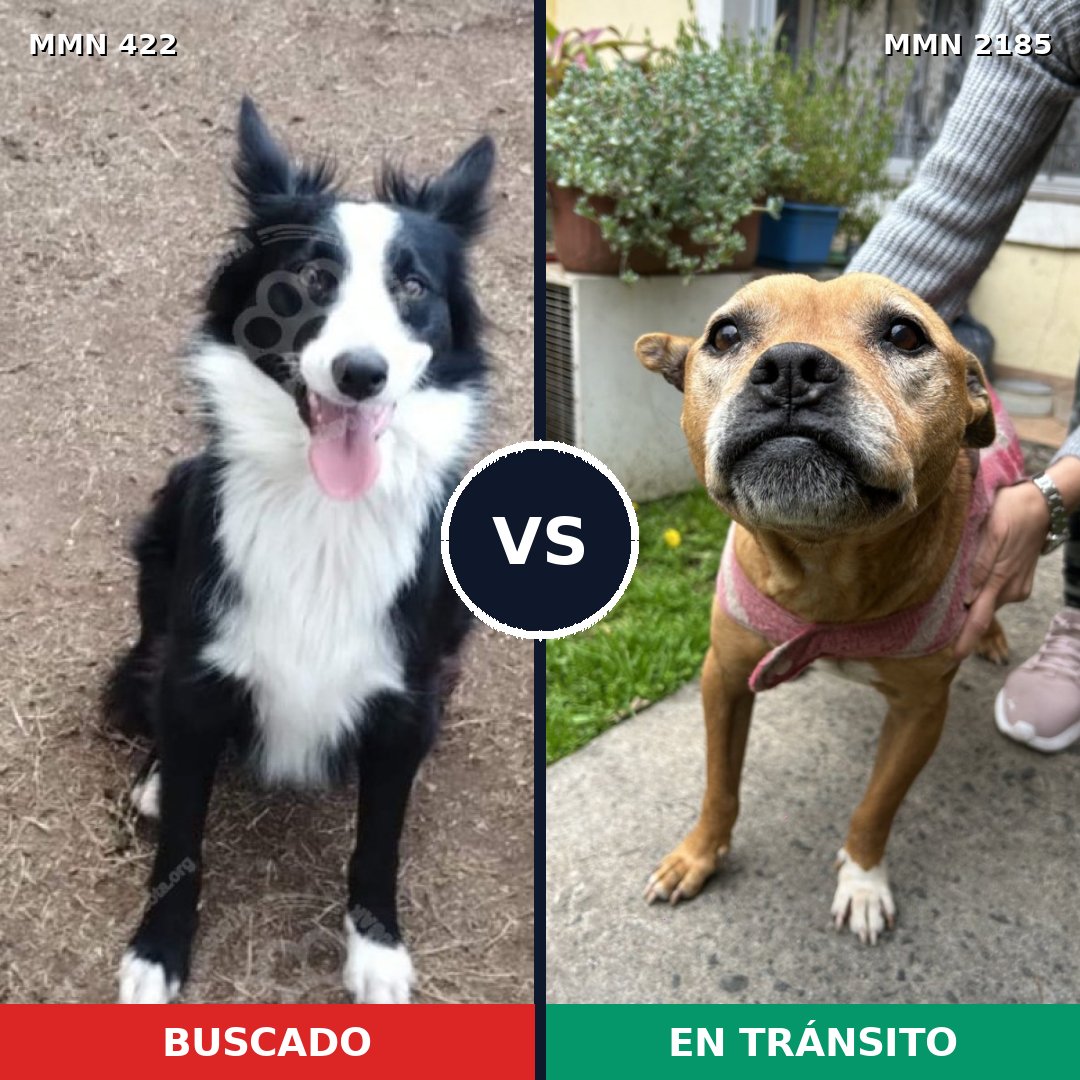 Comparativa MMS 65590: mascota perdida y mascota encontrada, 39% de similitud