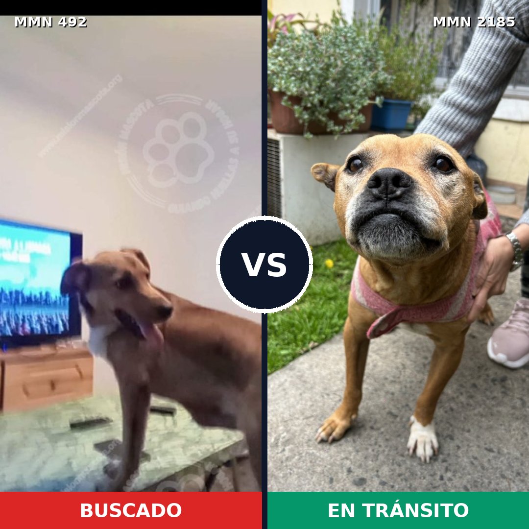 Comparativa MMS 65591: mascota perdida y mascota encontrada, 40% de similitud