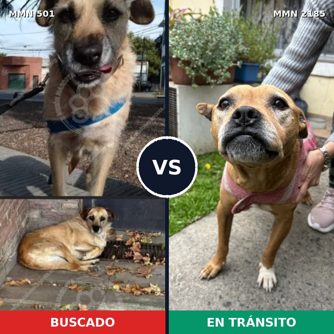 Comparativa MMS 65592: mascota perdida y mascota encontrada, 54% de similitud