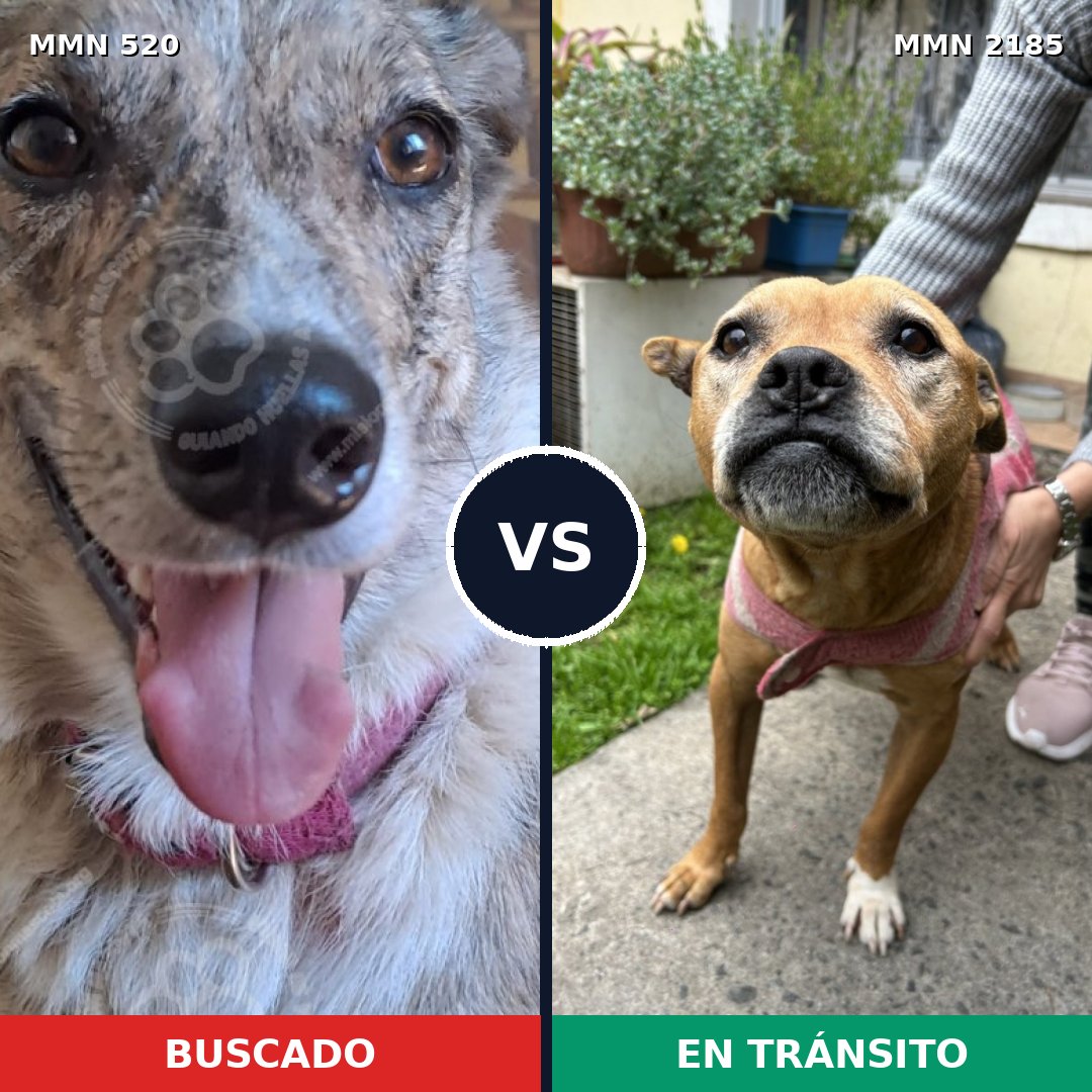 Comparativa MMS 65594: mascota perdida y mascota encontrada, 39% de similitud