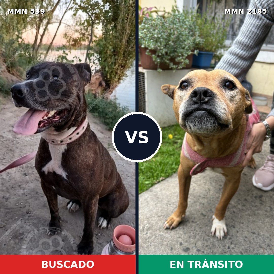 Comparativa MMS 65595: mascota perdida y mascota encontrada, 71% de similitud