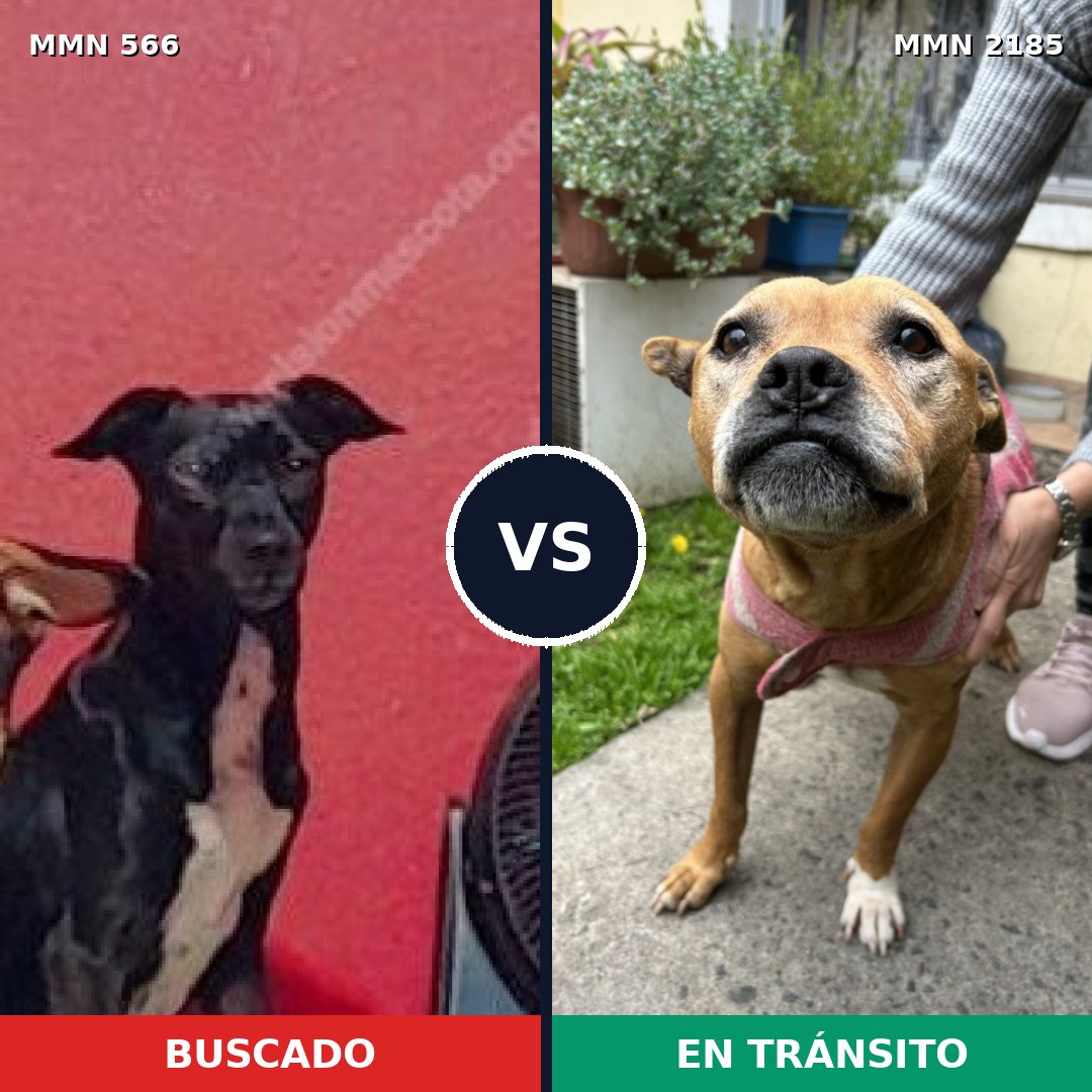 Comparativa MMS 65596: mascota perdida y mascota encontrada, 51% de similitud