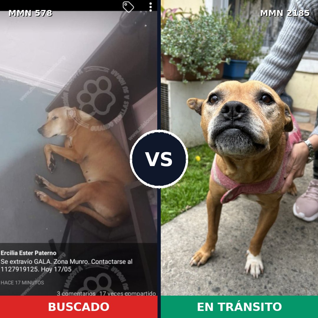 Comparativa MMS 65597: mascota perdida y mascota encontrada, 40% de similitud
