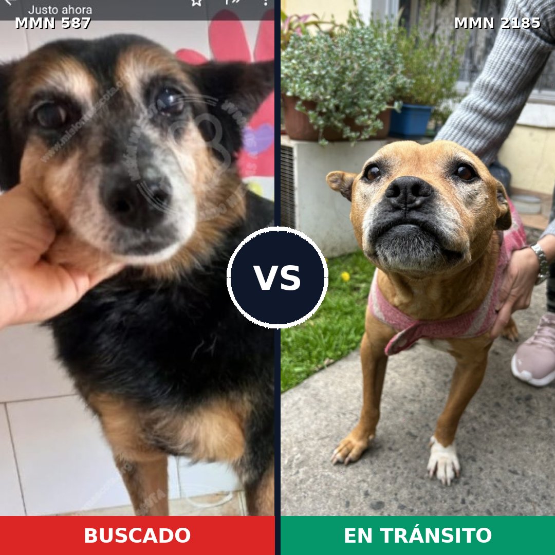 Comparativa MMS 65598: mascota perdida y mascota encontrada, 46% de similitud