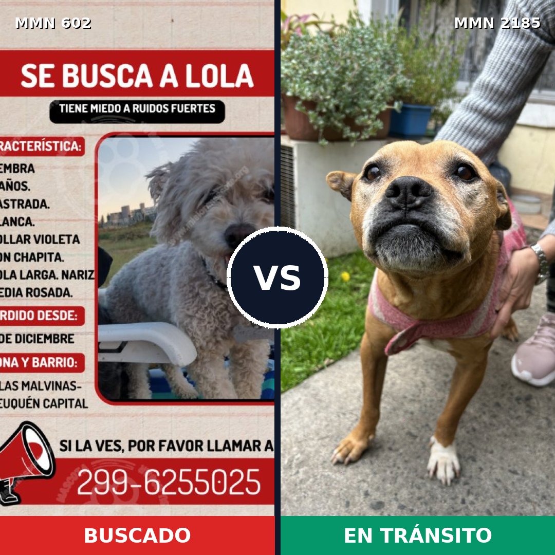 Comparativa MMS 65599: mascota perdida y mascota encontrada, 11% de similitud