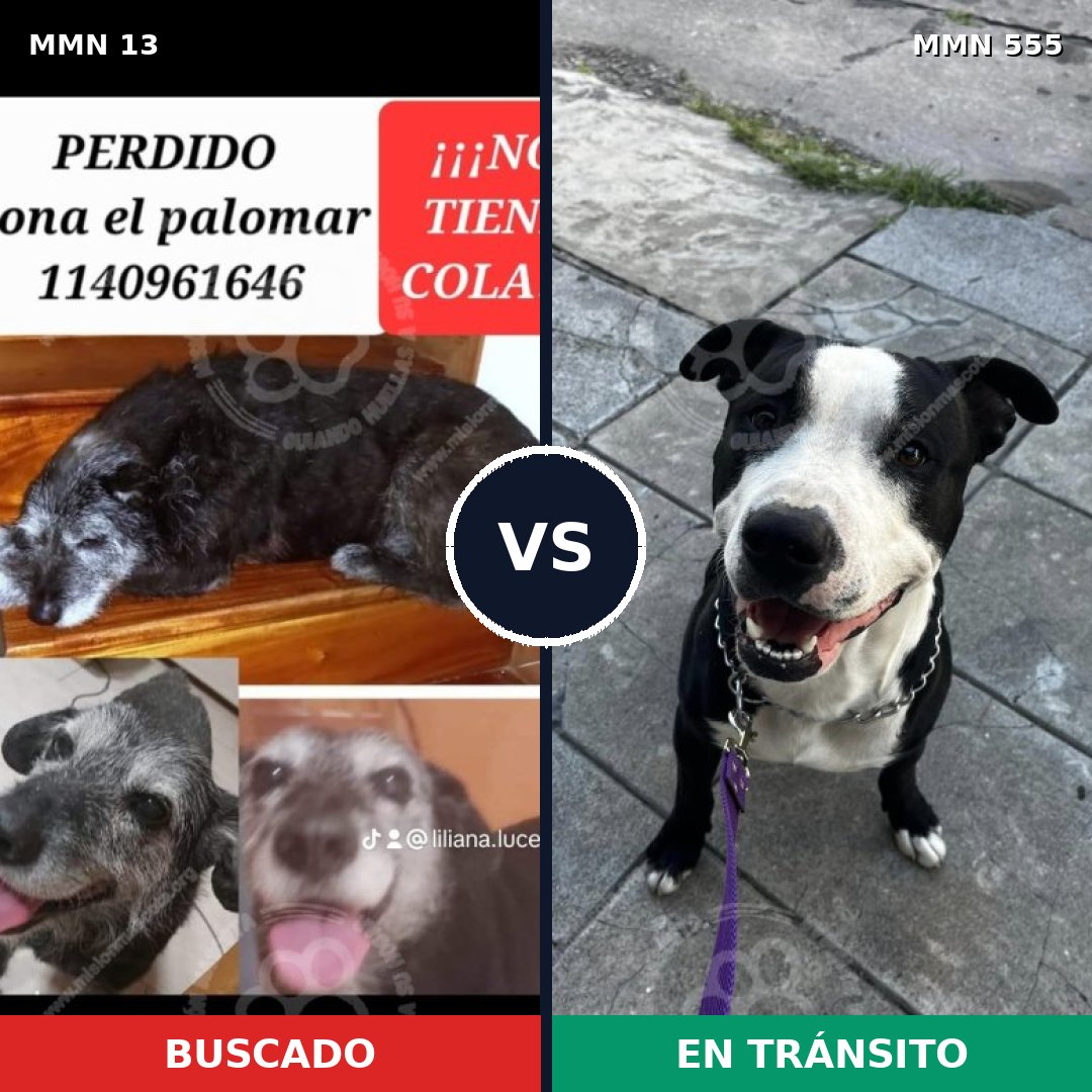 Comparativa MMS 656: mascota perdida y mascota encontrada, 38% de similitud