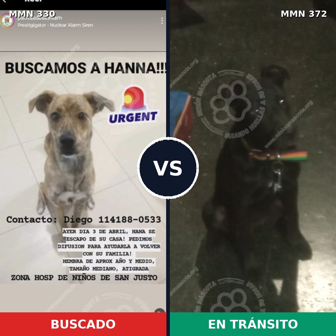 Comparativa MMS 6560: mascota perdida y mascota encontrada, 72% de similitud