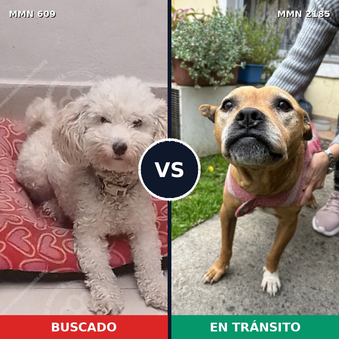Comparativa MMS 65600: mascota perdida y mascota encontrada, 48% de similitud