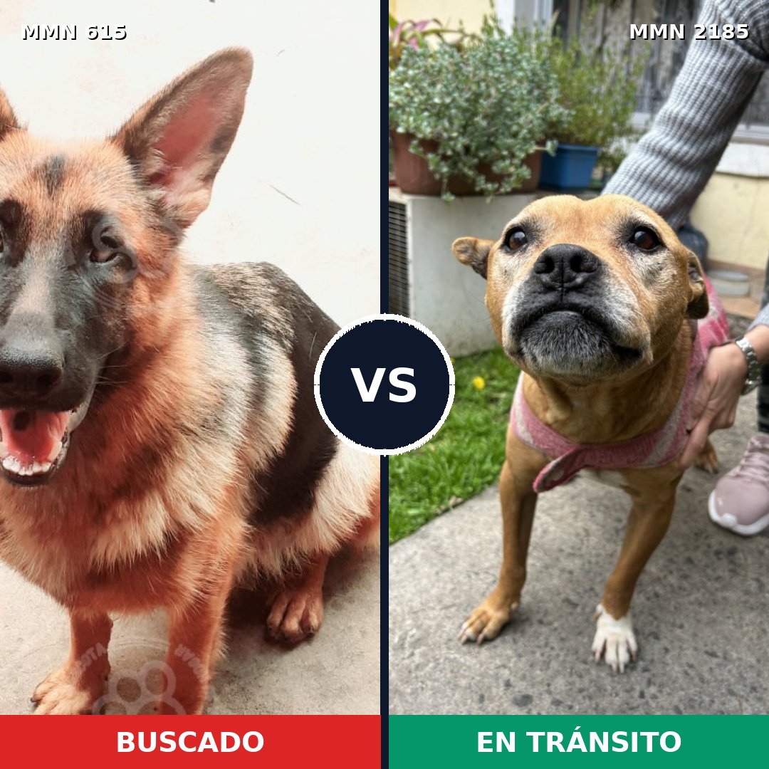 Comparativa MMS 65601: mascota perdida y mascota encontrada, 27% de similitud