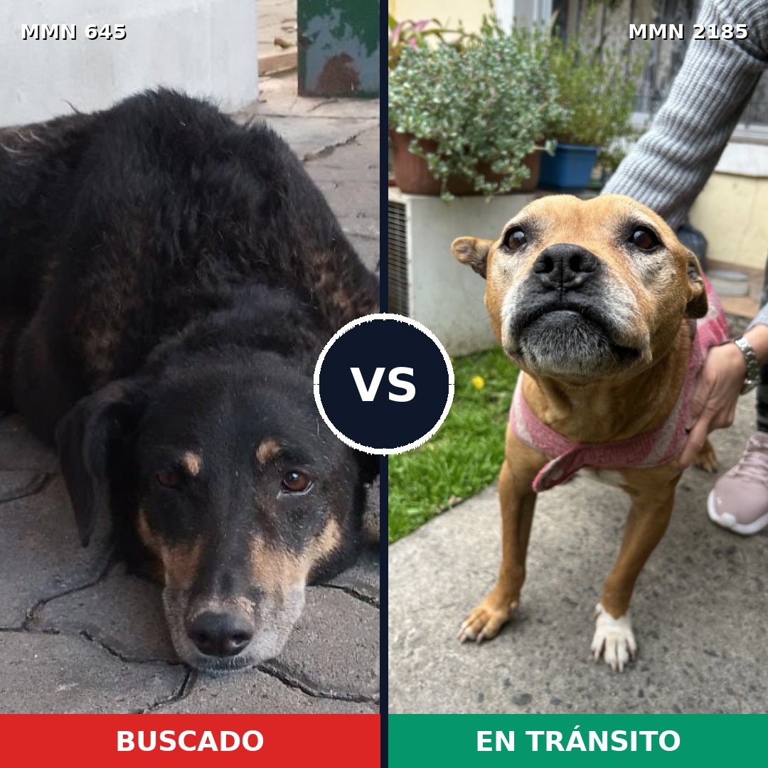 Comparativa MMS 65602: mascota perdida y mascota encontrada, 33% de similitud