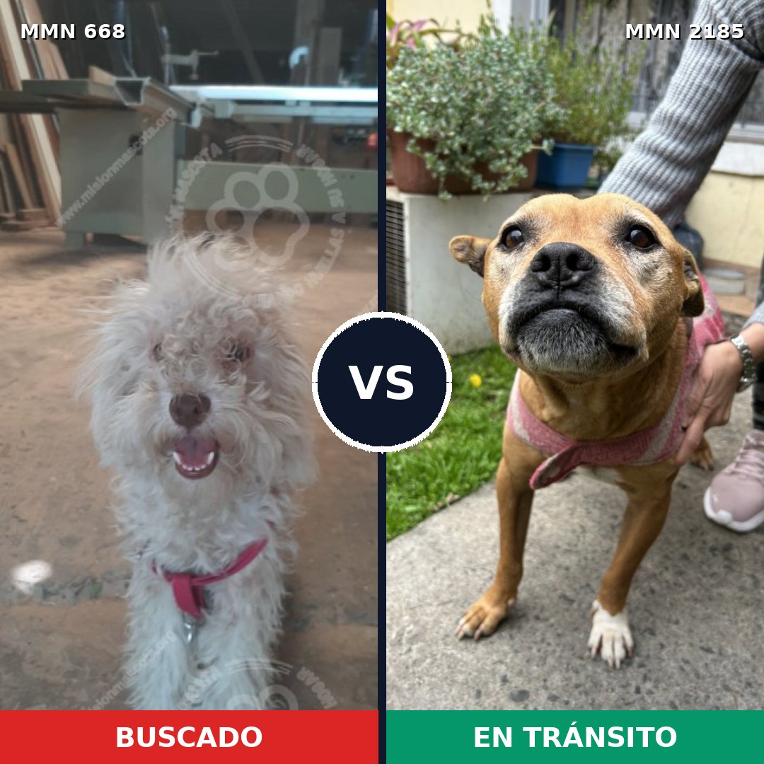 Comparativa MMS 65603: mascota perdida y mascota encontrada, 51% de similitud