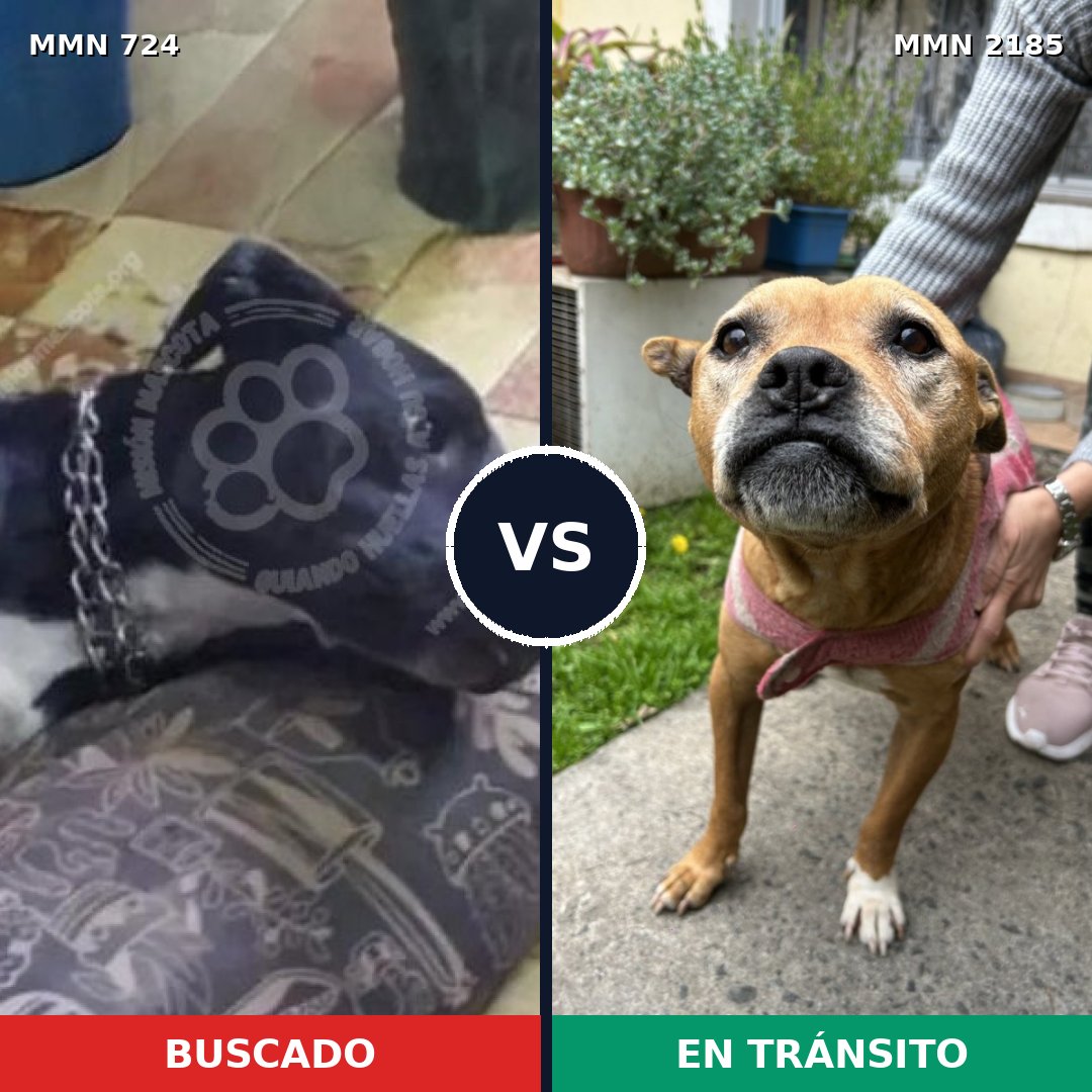 Comparativa MMS 65606: mascota perdida y mascota encontrada, 24% de similitud