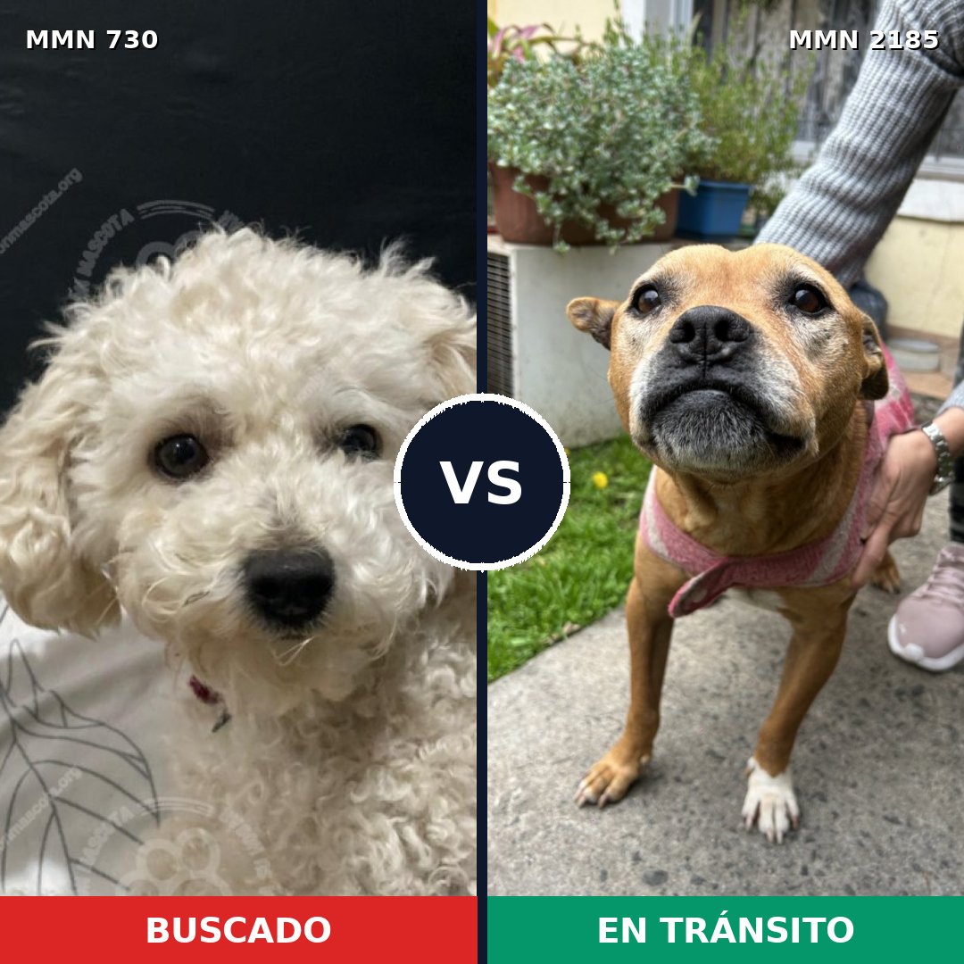 Comparativa MMS 65607: mascota perdida y mascota encontrada, 21% de similitud
