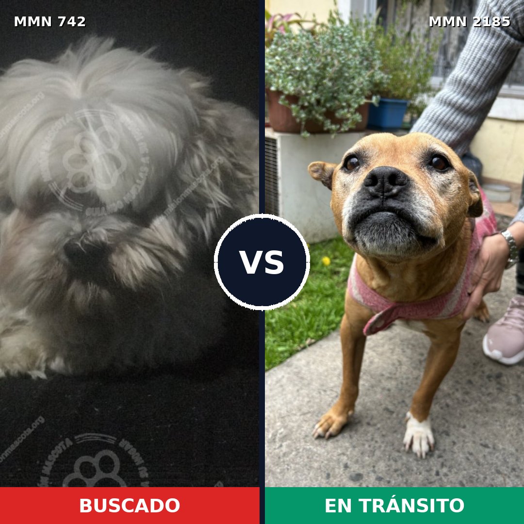 Comparativa MMS 65608: mascota perdida y mascota encontrada, 41% de similitud