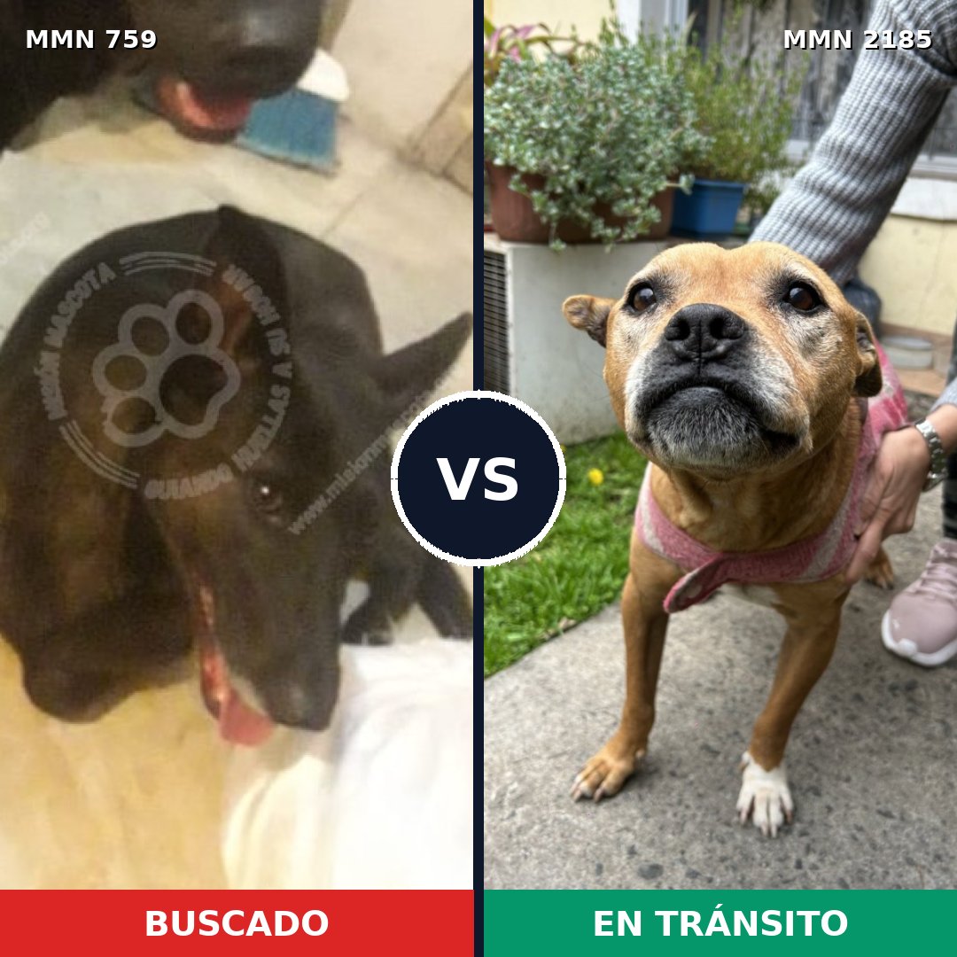 Comparativa MMS 65609: mascota perdida y mascota encontrada, 40% de similitud