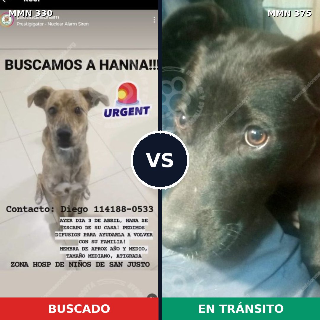 Comparativa MMS 6561: mascota perdida y mascota encontrada, 62% de similitud