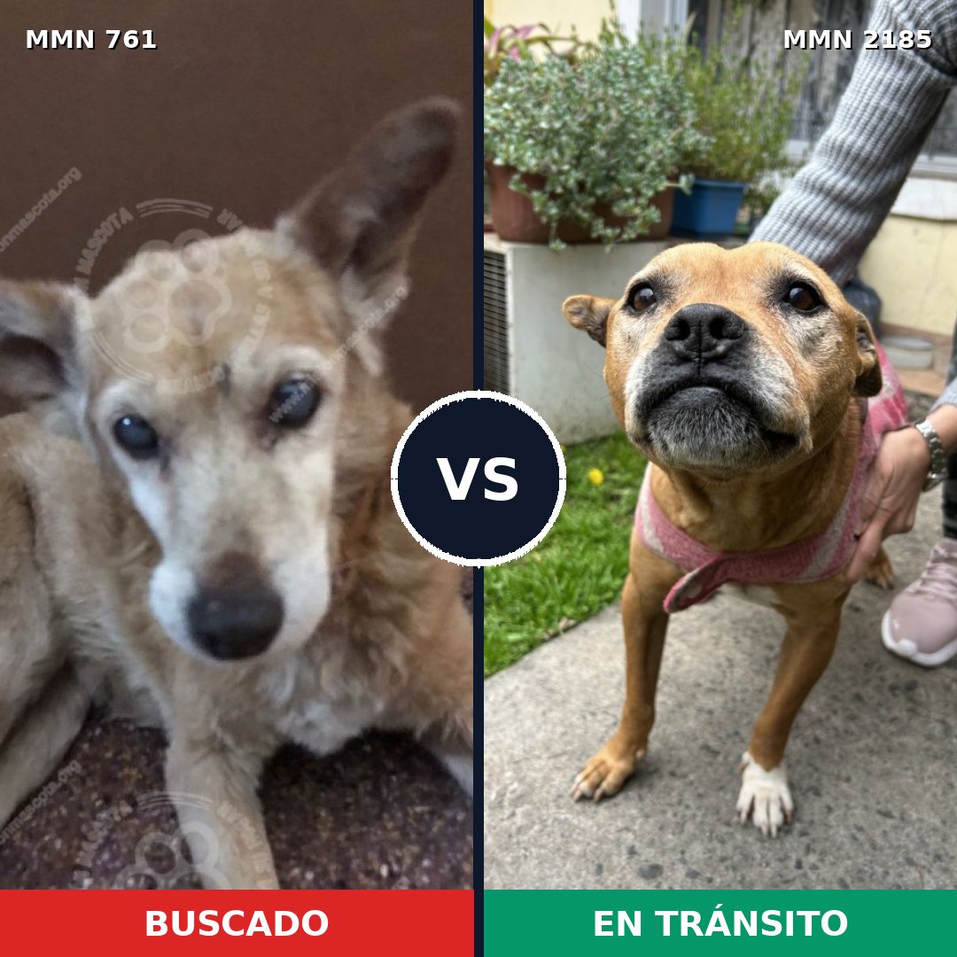 Comparativa MMS 65610: mascota perdida y mascota encontrada, 43% de similitud
