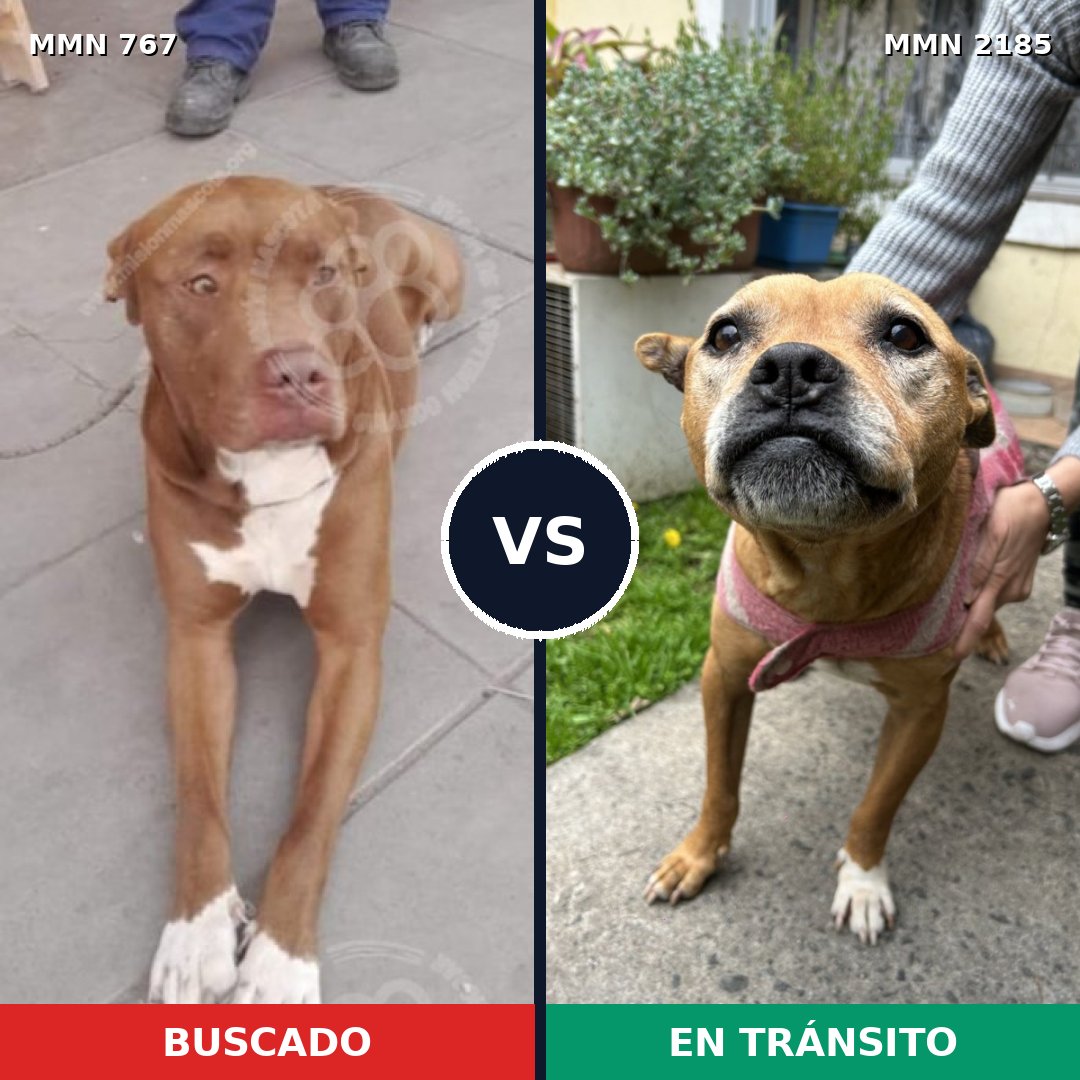Comparativa MMS 65611: mascota perdida y mascota encontrada, 78% de similitud