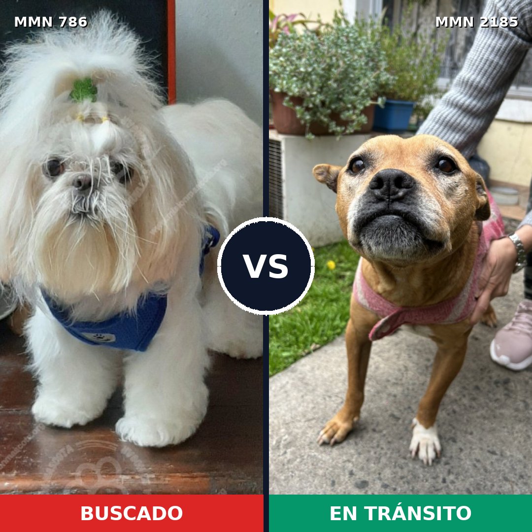 Comparativa MMS 65612: mascota perdida y mascota encontrada, 32% de similitud