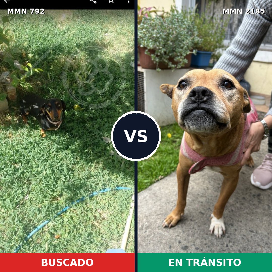 Comparativa MMS 65613: mascota perdida y mascota encontrada, 10% de similitud