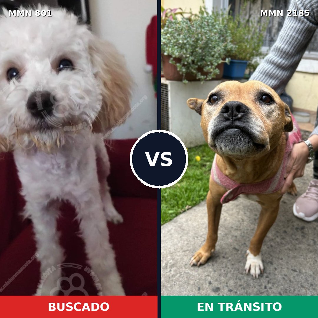 Comparativa MMS 65615: mascota perdida y mascota encontrada, 39% de similitud